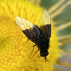 Geron nigralis at Jerrabomberra, NSW - 19 Feb 2022