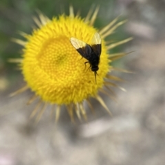 Geron nigralis at Jerrabomberra, NSW - 19 Feb 2022