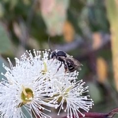 Lipotriches sp. (genus) (Halictid bee) at Jerrabomberra, NSW - 19 Feb 2022 by SteveBorkowskis