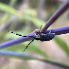 Ancita marginicollis (A longhorn beetle) at Jerrabomberra, NSW - 19 Feb 2022 by SteveBorkowskis