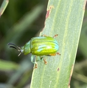 Calomela pallida at Jerrabomberra, NSW - 19 Feb 2022