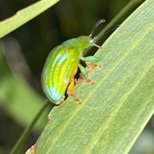 Calomela pallida at Jerrabomberra, NSW - 19 Feb 2022 05:10 PM