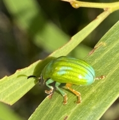 Calomela pallida at Jerrabomberra, NSW - 19 Feb 2022 05:10 PM