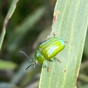 Calomela pallida at Jerrabomberra, NSW - 19 Feb 2022