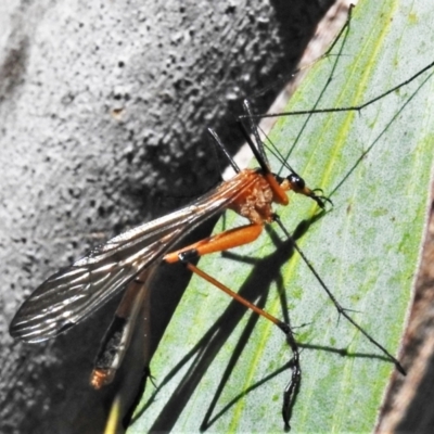 Harpobittacus australis (Hangingfly) at Booth, ACT - 14 Feb 2022 by JohnBundock