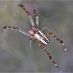 Plebs bradleyi (Enamelled spider) at Booth, ACT - 15 Feb 2022 by JohnBundock