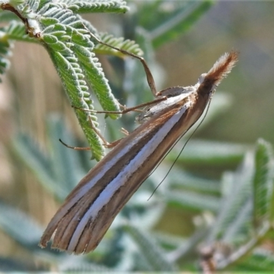 Hednota species near grammellus (Pyralid or snout moth) at Booth, ACT - 14 Feb 2022 by JohnBundock