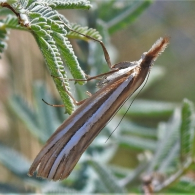 Hednota species near grammellus (Pyralid or snout moth) at Booth, ACT - 15 Feb 2022 by JohnBundock