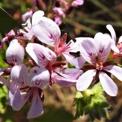Pelargonium australe (Austral Stork's-bill) at Booth, ACT - 15 Feb 2022 by JohnBundock