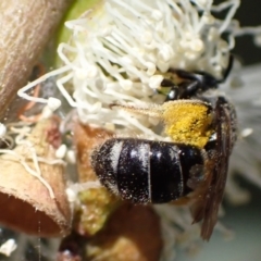 Lasioglossum (Chilalictus) sp. (genus & subgenus) (Halictid bee) at Murrumbateman, NSW - 16 Feb 2022 by SimoneC