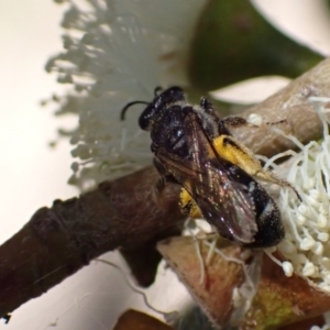 Lasioglossum (Chilalictus) sp. (genus & subgenus) at Murrumbateman, NSW - 16 Feb 2022