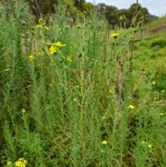 Madia sativa (Tarweed) at Booth, ACT - 19 Feb 2022 by JBrickhill