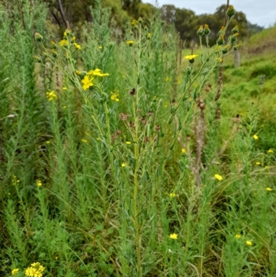 Madia sativa (Tarweed) at Booth, ACT - 19 Feb 2022 by JBrickhill