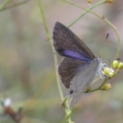 Erina hyacinthina (Varied Dusky-blue) at Mount Jerrabomberra - 19 Feb 2022 by SteveBorkowskis