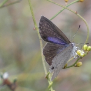 Erina hyacinthina at Jerrabomberra, NSW - 19 Feb 2022