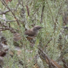 Sericornis frontalis (White-browed Scrubwren) at Mount Jerrabomberra - 19 Feb 2022 by SteveBorkowskis
