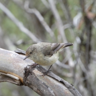 Acanthiza reguloides (Buff-rumped Thornbill) at Mount Jerrabomberra QP - 19 Feb 2022 by Steve_Bok