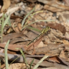 Austrogomphus guerini at Jerrabomberra, NSW - 19 Feb 2022