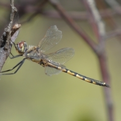 Hemicordulia tau (Tau Emerald) at Mount Jerrabomberra QP - 19 Feb 2022 by Steve_Bok