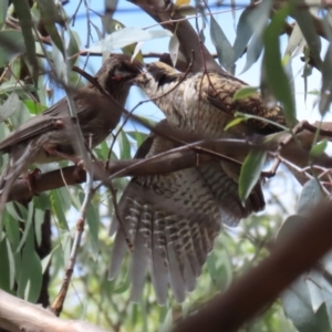 Eudynamys orientalis at Monash, ACT - 19 Feb 2022