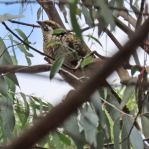 Eudynamys orientalis at Monash, ACT - 19 Feb 2022