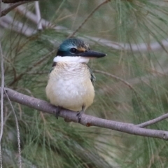 Todiramphus sanctus (Sacred Kingfisher) at Tuggeranong Creek to Monash Grassland - 19 Feb 2022 by RodDeb