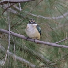 Todiramphus sanctus at Monash, ACT - 19 Feb 2022 12:56 PM