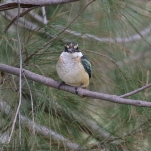 Todiramphus sanctus at Monash, ACT - 19 Feb 2022 12:56 PM