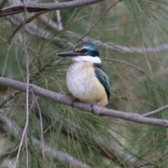 Todiramphus sanctus at Monash, ACT - 19 Feb 2022 12:56 PM