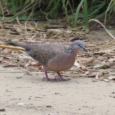 Spilopelia chinensis (Spotted Dove) at Monash, ACT - 19 Feb 2022 by RodDeb