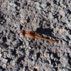 Diplacodes bipunctata (Wandering Percher) at Cook, ACT - 17 Feb 2022 by drakes