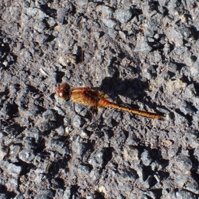 Diplacodes bipunctata (Wandering Percher) at Mount Painter - 17 Feb 2022 by drakes