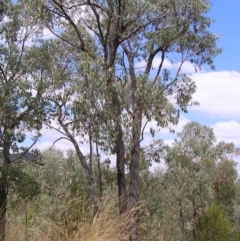 Eucalyptus macrorhyncha (Red Stringybark) at Molonglo Valley, ACT - 19 Feb 2022 by MatthewFrawley