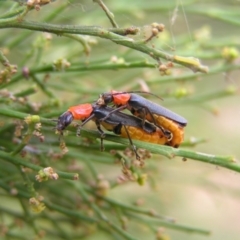 Chauliognathus tricolor (Tricolor soldier beetle) at Denman Prospect 2 Estate Deferred Area (Block 12) - 19 Feb 2022 by MatthewFrawley