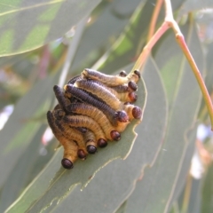 Pseudoperga sp. (genus) (Sawfly, Spitfire) at Denman Prospect 2 Estate Deferred Area (Block 12) - 19 Feb 2022 by MatthewFrawley