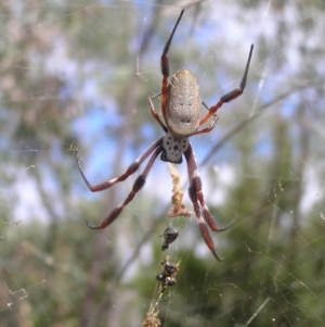 Trichonephila edulis at Molonglo Valley, ACT - 19 Feb 2022