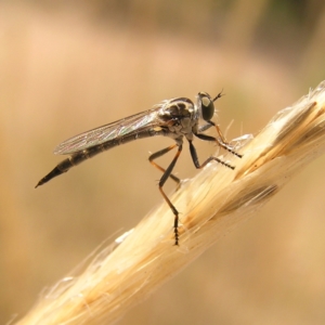 Cerdistus sp. (genus) at Molonglo Valley, ACT - 19 Feb 2022