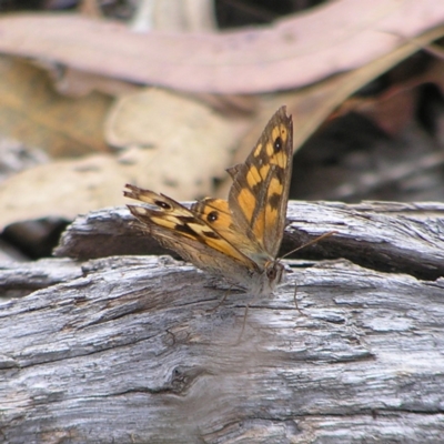 Geitoneura klugii (Marbled Xenica) at Stromlo, ACT - 19 Feb 2022 by MatthewFrawley