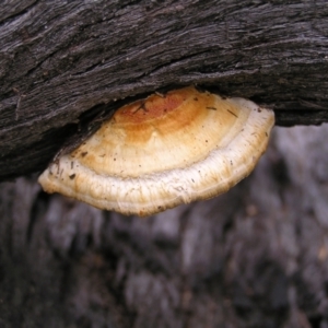 Truncospora ochroleuca at Stromlo, ACT - 19 Feb 2022