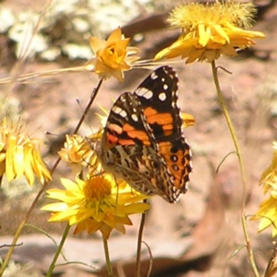 Vanessa kershawi (Australian Painted Lady) at Stromlo, ACT - 19 Feb 2022 by MatthewFrawley