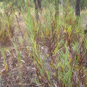 Stypandra glauca at Stromlo, ACT - 19 Feb 2022