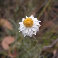 Leucochrysum albicans subsp. tricolor (Hoary Sunray) at Stromlo, ACT - 19 Feb 2022 by MatthewFrawley