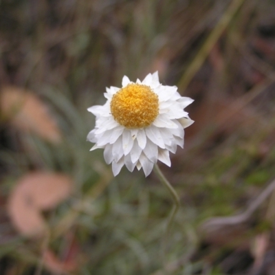 Leucochrysum albicans subsp. tricolor (Hoary Sunray) at Stromlo, ACT - 19 Feb 2022 by MatthewFrawley