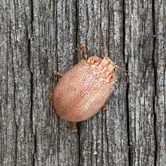 Paropsis atomaria (Eucalyptus leaf beetle) at Wandiyali-Environa Conservation Area - 19 Feb 2022 by Wandiyali