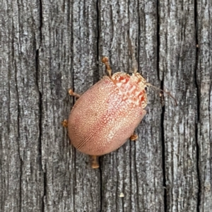 Paropsis atomaria at Googong, NSW - 19 Feb 2022 07:46 PM