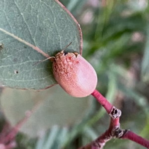 Paropsis atomaria at Googong, NSW - 19 Feb 2022