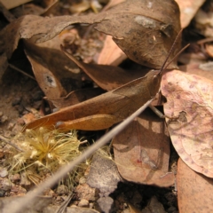 Goniaea australasiae (Gumleaf grasshopper) at Stromlo, ACT - 19 Feb 2022 by MatthewFrawley