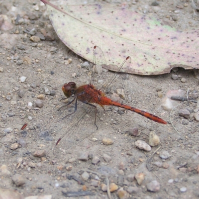 Diplacodes bipunctata (Wandering Percher) at Molonglo Valley, ACT - 19 Feb 2022 by MatthewFrawley