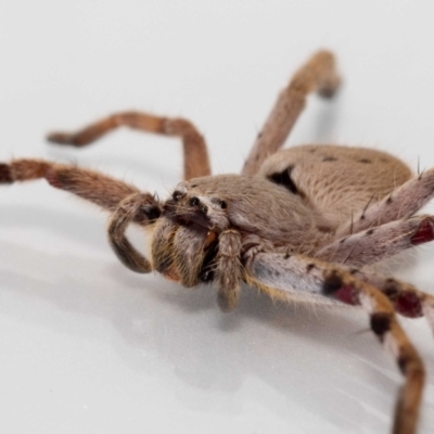 Isopedella pessleri (A huntsman spider) at Jerrabomberra, NSW - 16 Feb 2022 by MarkT