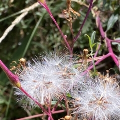 Arrhenechthites mixtus (Purple Fireweed) at Cotter River, ACT - 16 Feb 2022 by RAllen